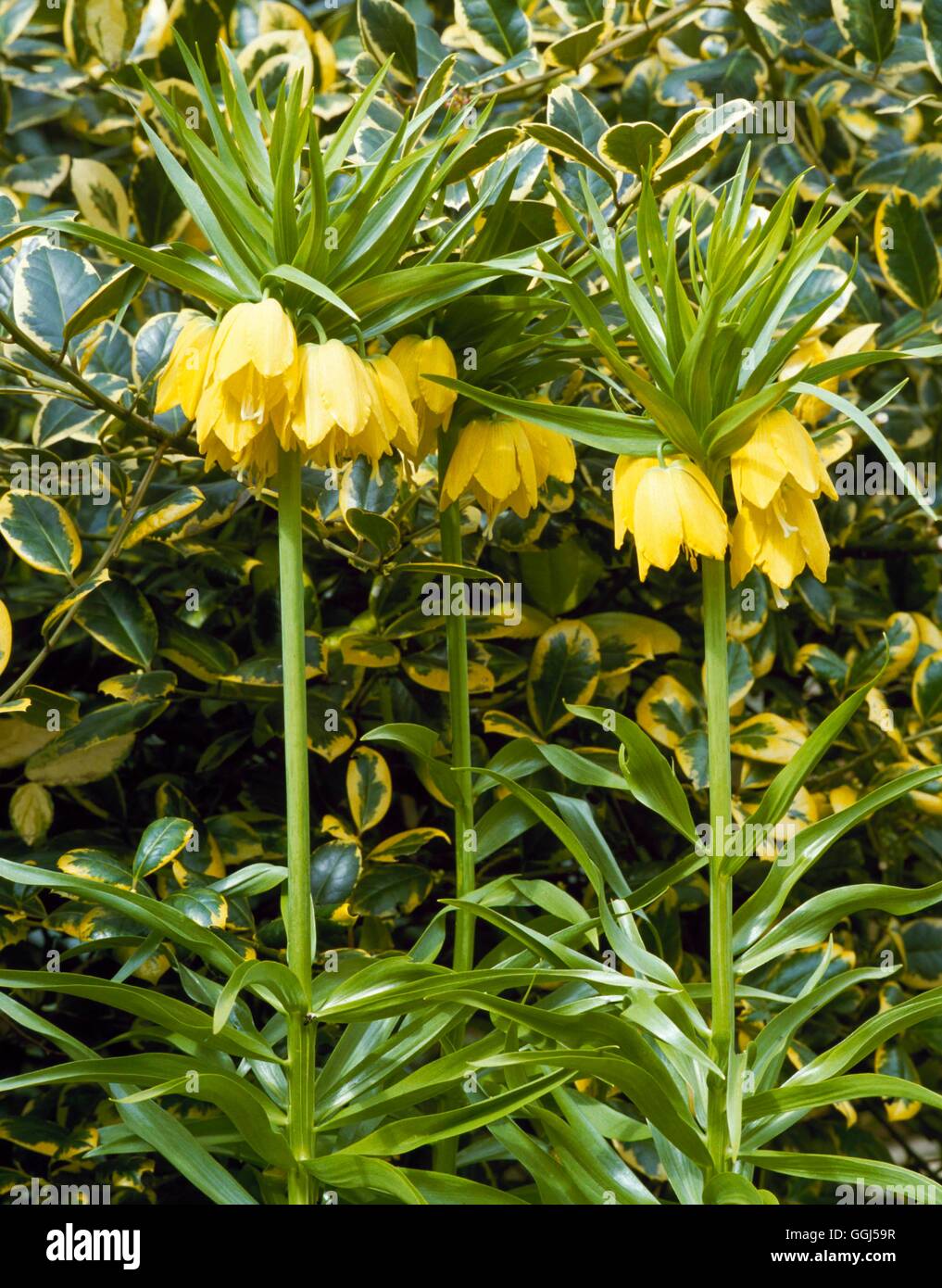 Fritillaria imperialis - `Maxima Lutea' AGM   BUL059671 Stock Photo